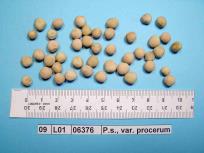 Click for 5 image(s) for this accession. Image